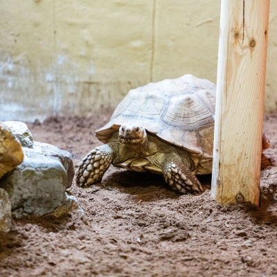 African spurred tortoise - De Zonnegloed - Animal park - Animal refuge centre 